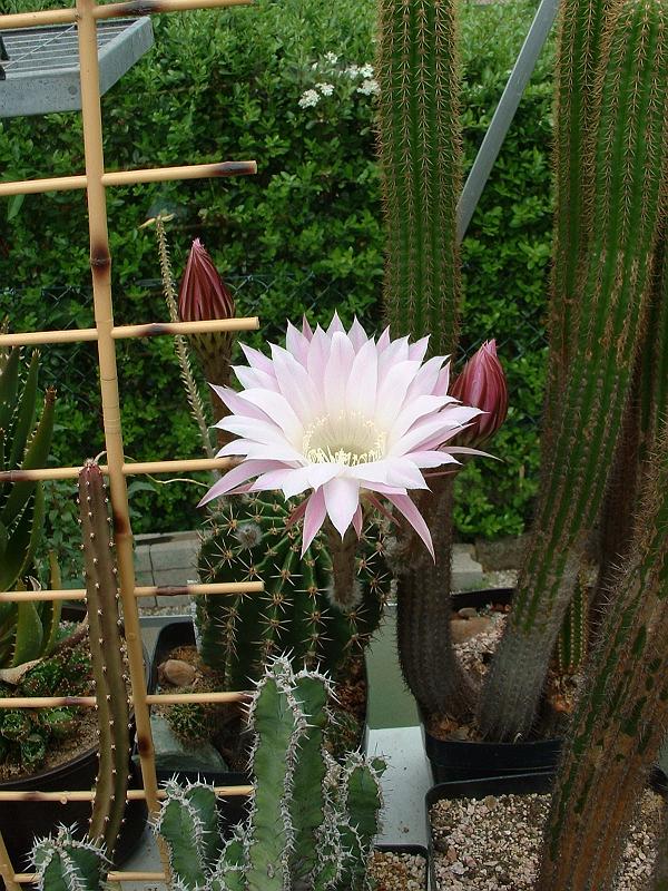 Echinopsis hybr._1.JPG